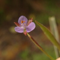 Murdannia vaginata var. vaginata